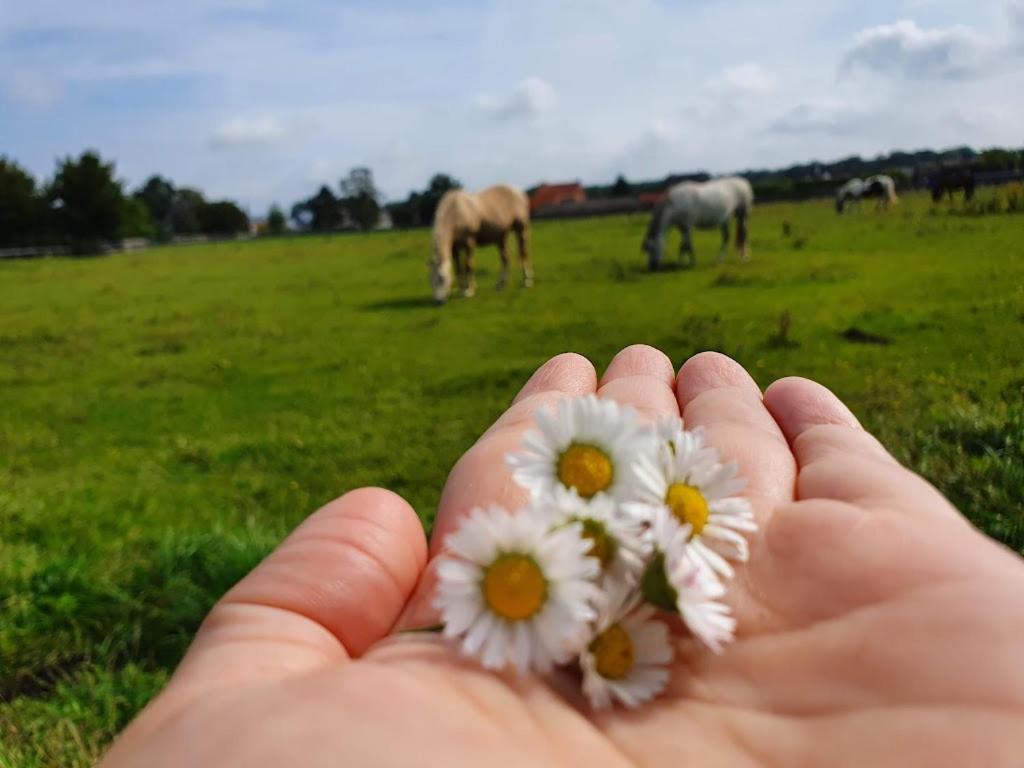 Вилла Houten Huisje Tussen Paarden Nieuwerkerken Экстерьер фото