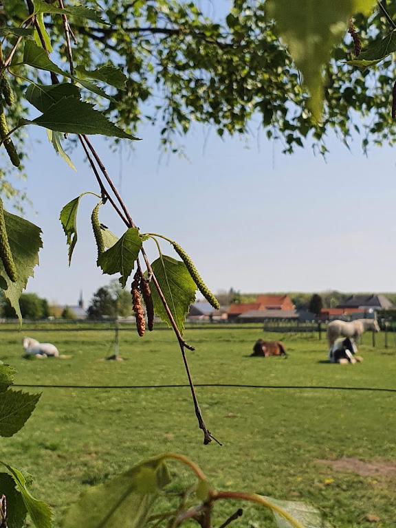 Вилла Houten Huisje Tussen Paarden Nieuwerkerken Экстерьер фото